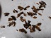Cockroaches